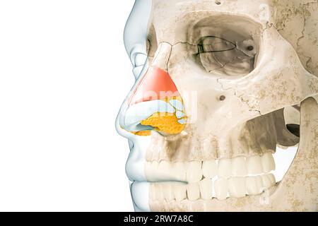 Cartilagine nasale laterale di colore rosso con contorni del corpo illustrazione di rendering 3D isolata su bianco con spazio di copia. Anatomia dello scheletro umano e del naso, Foto Stock