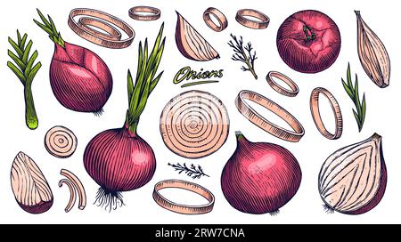 Bulbo di cipolla rossa, metà tagliata e anelli. Disegnato a mano con inchiostro in stile vintage. Progettazione lineare dei contorni grafici. Piatti vegetariani dettagliati. Vettore Illustrazione Vettoriale