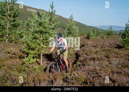 Ciclista di mountain bike nella foresta di Glenfeshie, cairngorms National Park Scozia, Regno Unito Foto Stock
