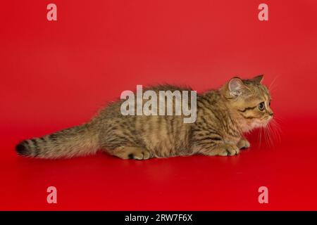 Un piccolo gattino scozzese a righe si erge lateralmente su uno sfondo rosso brillante. Foto Stock