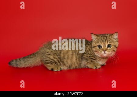 Un piccolo gattino scozzese a righe si erge lateralmente su uno sfondo rosso brillante. Foto Stock