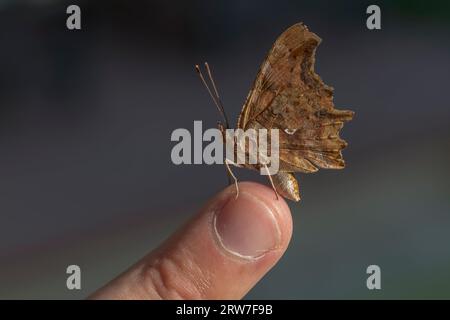 Una bellissima farfalla Polygonia c-album sul dito della mano di un uomo Foto Stock
