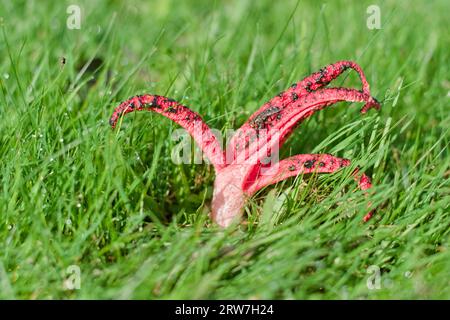 Fungo molto puzzolente Clathrus archeri, noto anche come corno di polpo con tentacoli rossi. Puzzolente attira l'insetto. Sembra alieno. Crescendo dall'uovo, commestibile in Foto Stock