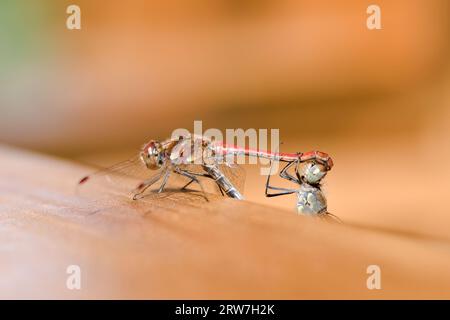 Una coppia di accoppiamento di dragonfly Sympetrum striolatum alias Common darter. Isolato su sfondo sfocato. Tarda estate. Natura della repubblica Ceca. Foto Stock