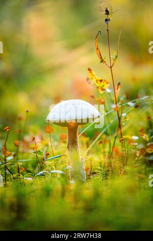 Un fungo bianco che si erge da solo nella foresta sul pavimento della foresta. Muschio, aghi di pino sulla terra. Autunno giorno alla ricerca di funghi. Macro scattata da Foto Stock