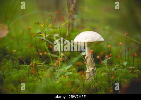 Un fungo bianco che si erge da solo nella foresta sul pavimento della foresta. Muschio, aghi di pino sulla terra. Autunno giorno alla ricerca di funghi. Macro scattata da Foto Stock