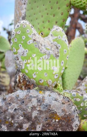 Foto ravvicinata del gigantesco cuscinetto a forma di cuore di opuntia, messa a fuoco selettiva, Parco Nazionale delle Galapagos, Ecuador. Foto Stock