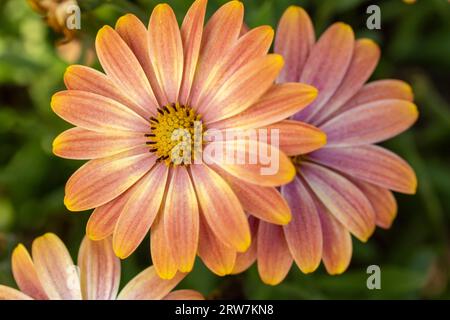 Ritratto naturale ravvicinato di piante in fiore di magnifici fiori di Osteospermsum eckloni che si crogiolano al sole di fine estate Foto Stock
