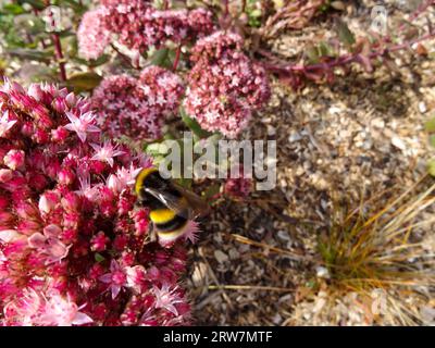 Ritratto naturale ravvicinato di piante impollinanti di Hylotelephium Matrona, stonecrop «Matrona», con ape Foto Stock