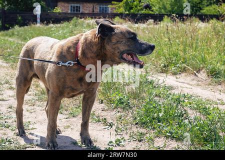 Cane Staffordshire Terrier che cammina nei boschi da vicino Foto Stock