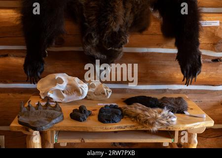 Esemplari in mostra, tra cui Grizzly e orsi neri, presso il centro visitatori del passo Lolo, passo Lolo, Idaho. Foto Stock