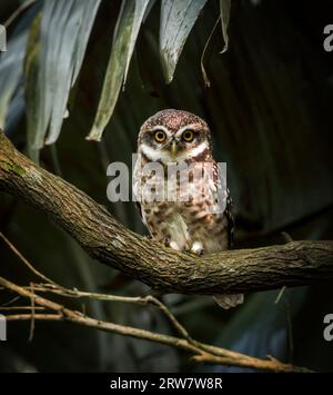 Il gufo maculato è un piccolo gufo con testa rotonda, occhi gialli e sopracciglia bianche prominenti. Questa foto è stata scattata dal Bangladesh. Foto Stock