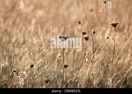 Erba secca e carota selvatica in un campo in tarda estate, con luce notturna Foto Stock