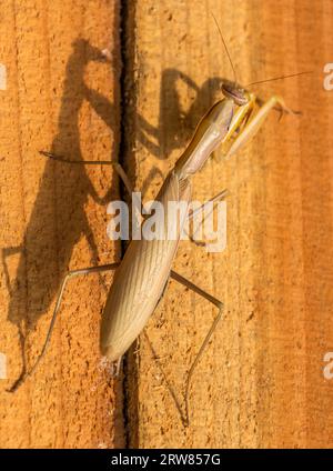 Una mantide in preghiera è seduta su un pezzo di legno giallo rossastro. C'è una linea scura sul legno dall'alto verso il basso. L'ombra di mantis può essere vista assediata Foto Stock