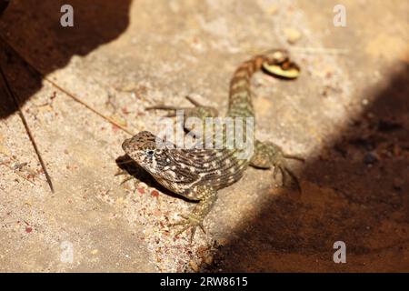 Ritratto della coda riccia settentrionale Lizard seduto su una pietra. Iguana Leiocephalus carinatus Foto Stock