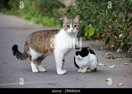 Madre gatta con gattino in autunno. Due gatti su una strada Foto Stock