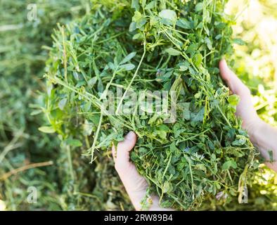 Mani di coltivatore che tiene erba verde per alimentazione di bestiame Foto Stock