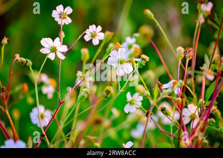 Beggarticks (Bidens alba) fioriscono lungo il bordo di una palude, 14 settembre 2023, a Bayou la Batre, Alabama. Foto Stock