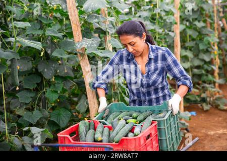 Donna che trasporta le casse con i cetrioli appena raccolti Foto Stock