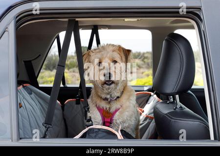 Cane in viaggio Foto Stock