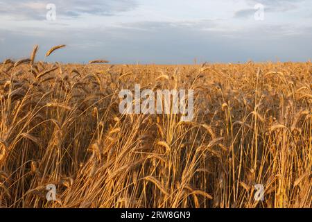 Campo di grano dorato alla luce del sole che tramonta. Foto Stock
