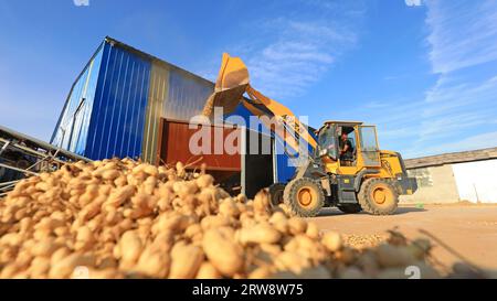 CONTEA DI LUANNAN, Cina - 17 settembre 2021: Gli agricoltori caricano arachidi nella Cina settentrionale Foto Stock