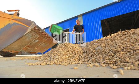 CONTEA DI LUANNAN, Cina - 17 settembre 2021: Gli agricoltori caricano arachidi nella Cina settentrionale Foto Stock