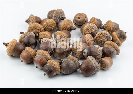 Le ghiande di quercia rossa del nord isolate su sfondo bianco. Quercus rubra Fruits. Primo piano. Dettagli. Foto Stock