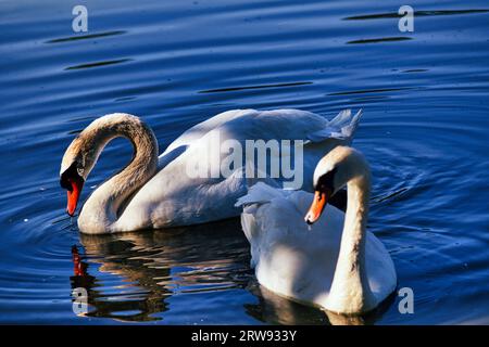 Nel cuore sereno di un lago tranquillo, un paio di cigni bianchi navigano senza sforzo attraverso l'acqua di vetro. Le loro piume, incontaminate e belle Foto Stock