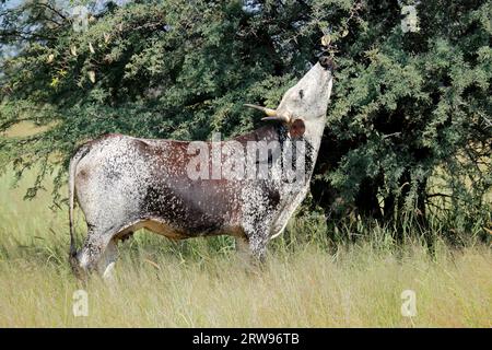 Una mucca nguni - razza bovina indigena del Sudafrica - che naviga su un albero Foto Stock
