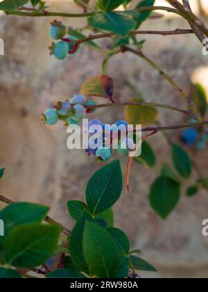 Mirtilli che crescono in un giardino costiero australiano, alcuni viola e quasi maturi, alcuni verdi blu e ancora in maturazione Foto Stock