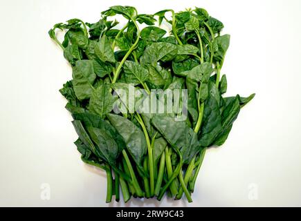 Spinaci di Ceylon (spinaci malabari) su sfondo bianco Foto Stock