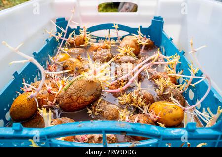 Una scatola di plastica con patate germogliate è immersa in un liquido con un disinfettante Foto Stock