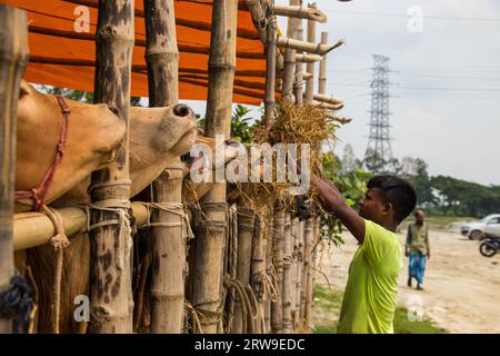 Mercato della mucca foto 4k da Ruhitpur, Bangladesh, il 5 settembre 2022 Foto Stock