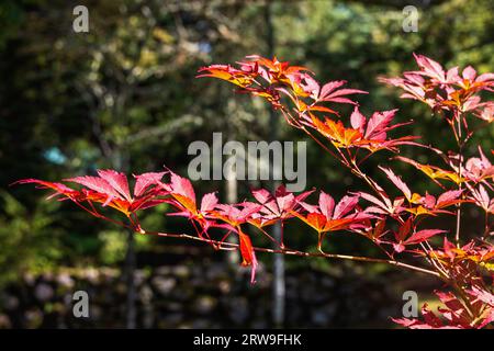 Ramo di acero giapponese con foglie rosse Foto Stock