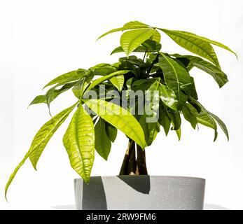 Pianta coperta in vaso di fiori, isolata su sfondo bianco. Albero del denaro (castagno di Malabar, arachidi francese, castagno della Guiana, arboreto, noce di Saba, Foto Stock