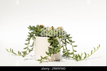 Pianta coperta in vaso di fiori, isolata su sfondo bianco. Curio radicans, o stringa di banane, o fishhook senecio. Foto Stock