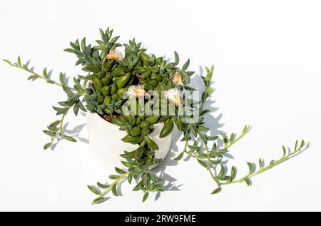Pianta coperta in vaso di fiori, isolata su sfondo bianco. Curio radicans, o stringa di banane, o fishhook senecio. Foto Stock