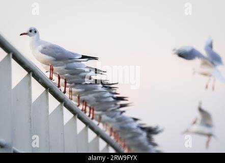 Amburgo, Germania. 18 settembre 2023. Gabbiani seduti sulla ringhiera di un molo nel porto la mattina presto. Credito: Christian Charisius/dpa/Alamy Live News Foto Stock