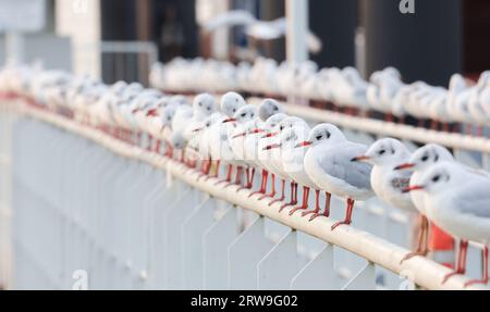 Amburgo, Germania. 18 settembre 2023. Gabbiani seduti sulla ringhiera di un molo nel porto la mattina presto. Credito: Christian Charisius/dpa/Alamy Live News Foto Stock