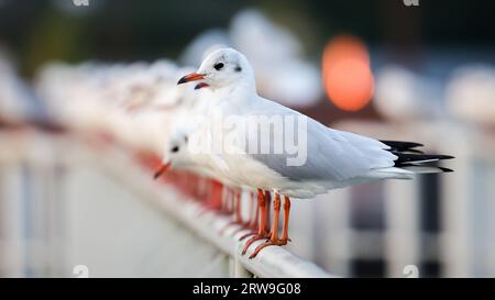 Amburgo, Germania. 18 settembre 2023. Gabbiani seduti sulla ringhiera di un molo nel porto la mattina presto. Credito: Christian Charisius/dpa/Alamy Live News Foto Stock