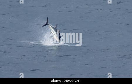 Un tonno rosso Atlantico (Thunnus thynnus) che caccia pesci più piccoli al largo della costa della Cornovaglia Foto Stock
