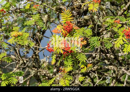 Incredibile primo piano di bacche rosse mature di rowan tra foglie verdi. Bacche rosse vivaci sullo sfondo delle foglie. Luce naturale, per mettere in risalto Foto Stock