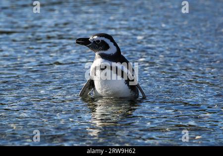 Pinguino di Magellano (Spheniscus magellanicus) che nuota in acque blu nell'area ambientale protetta Parco Marino Francisco Coloane, Patagonia, Cile Foto Stock