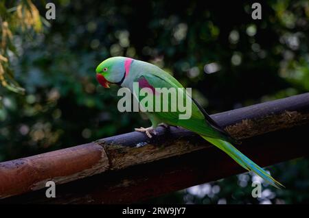 Il pappagallo di Alessandrina, noto anche come pappagallo di Alessandrina, è un pappagallo di medie dimensioni del genere Psittacula della famiglia Psittaculidae Foto Stock