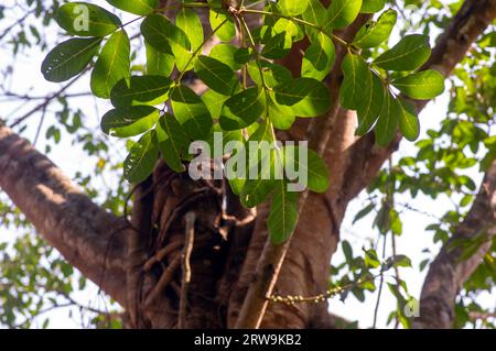 Beringin Iprik, Preh, Ficus retusa, Ficus truncata foglie verdi, messa a fuoco superficiale Foto Stock