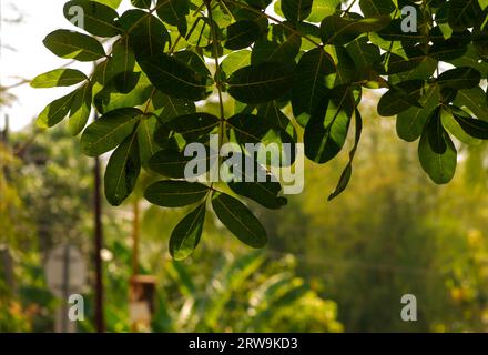 Beringin Iprik, Preh, Ficus retusa, Ficus truncata foglie verdi, messa a fuoco superficiale Foto Stock
