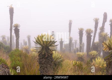 Paesaggio dell'ecosistema paramo nelle Ande della Colombia, Sud America. Foto Stock