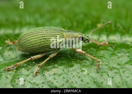 Un primo piano di un insetto Green Nettle Weevil arroccato su una pianta frondosa nel suo habitat naturale Foto Stock