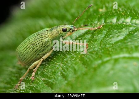 Un primo piano di un insetto Green Nettle Weevil arroccato su una pianta frondosa nel suo habitat naturale Foto Stock